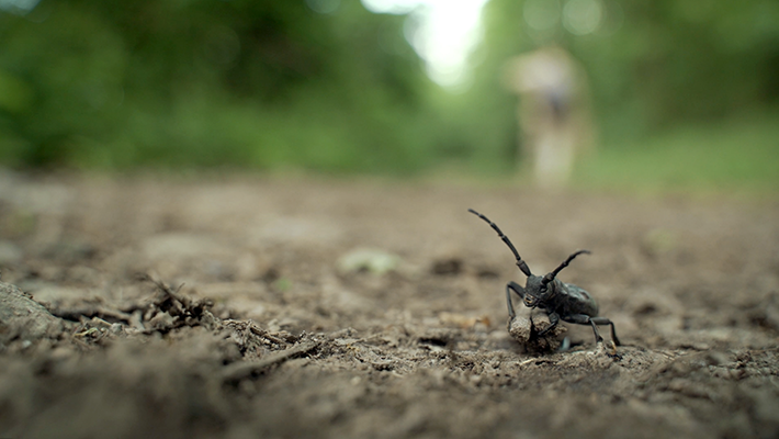 Exoskeletons Mariana Castineiras Uruguay