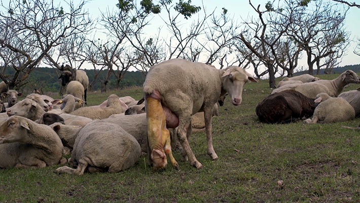 The Lamb Cyrielle Raingou Cameroon