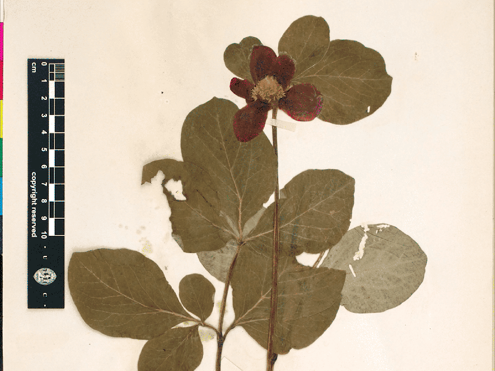 How to Download a Forest corr