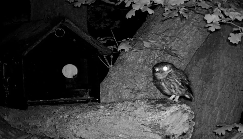 The Shining Tapestry corr